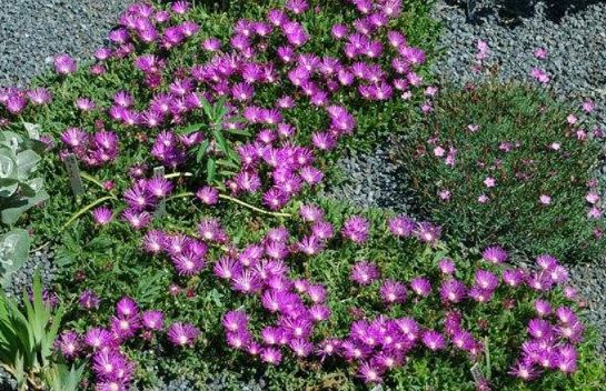 Delosperma, Pink Ice Plant John Proffitt