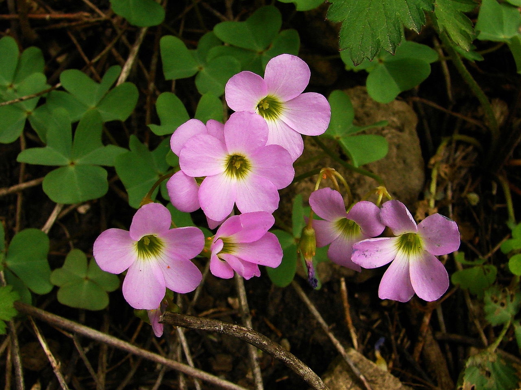 Oxalis Species, Shamrock, Wood Sorrel
