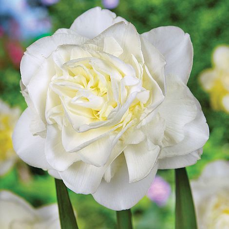Double Narcissus, Double Daffodil Obdam