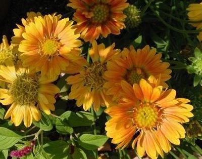 Gaillardia, Blanket Flower, Indian Blanket Summers Kiss