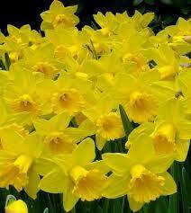 Trumpet Narcissus, Trumpet Daffodil 'Marieke'