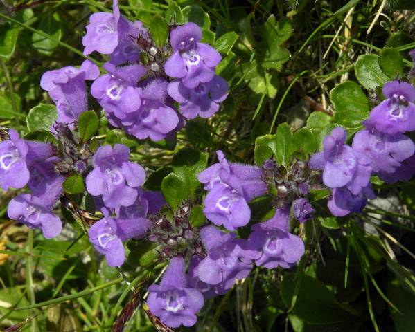 Clinopodium Species, Alpine Calamint, Rock Thyme