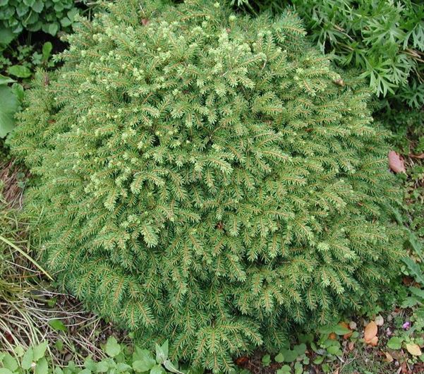 Norway Spruce Little Gem