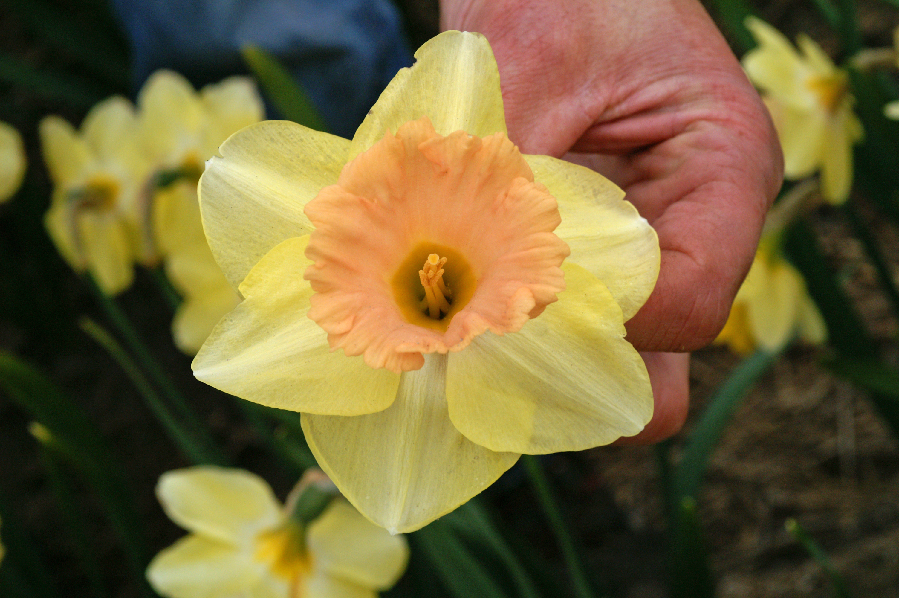 Trumpet Narcissus, Trumpet Daffodil Lorikeet