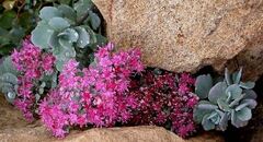 Hylotelephium, Cliff Stonecrop, Showy Stonecrop 'Lidakense'