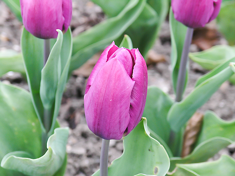 Single Early Tulip Van Der Neer