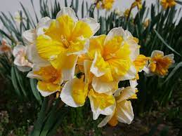 Split-Cupped Narcissus, Split-Corona Daffodil, Buff Belle
