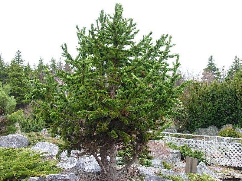 Bristlecone Pine, Foxtail Pine, Hickory Pine