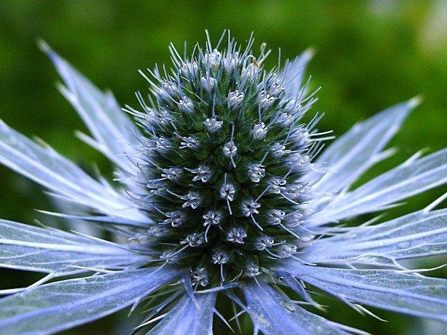 Eryngium, Amethyst Sea Holly Sapphire Blue