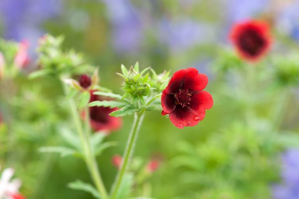 Potentilla, Cinquefoil Monarchs Velvet