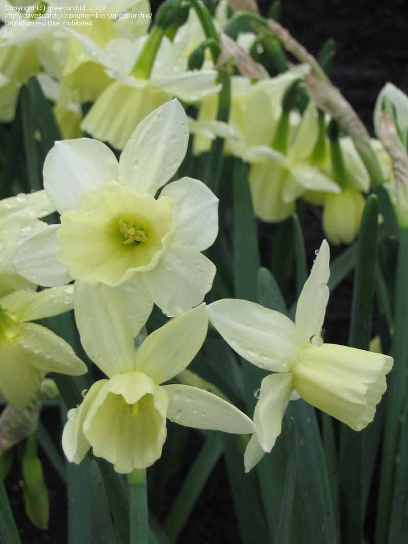 Triandrus Narcissus, Triandrus Daffodil, Angels Tears Lemon Drops