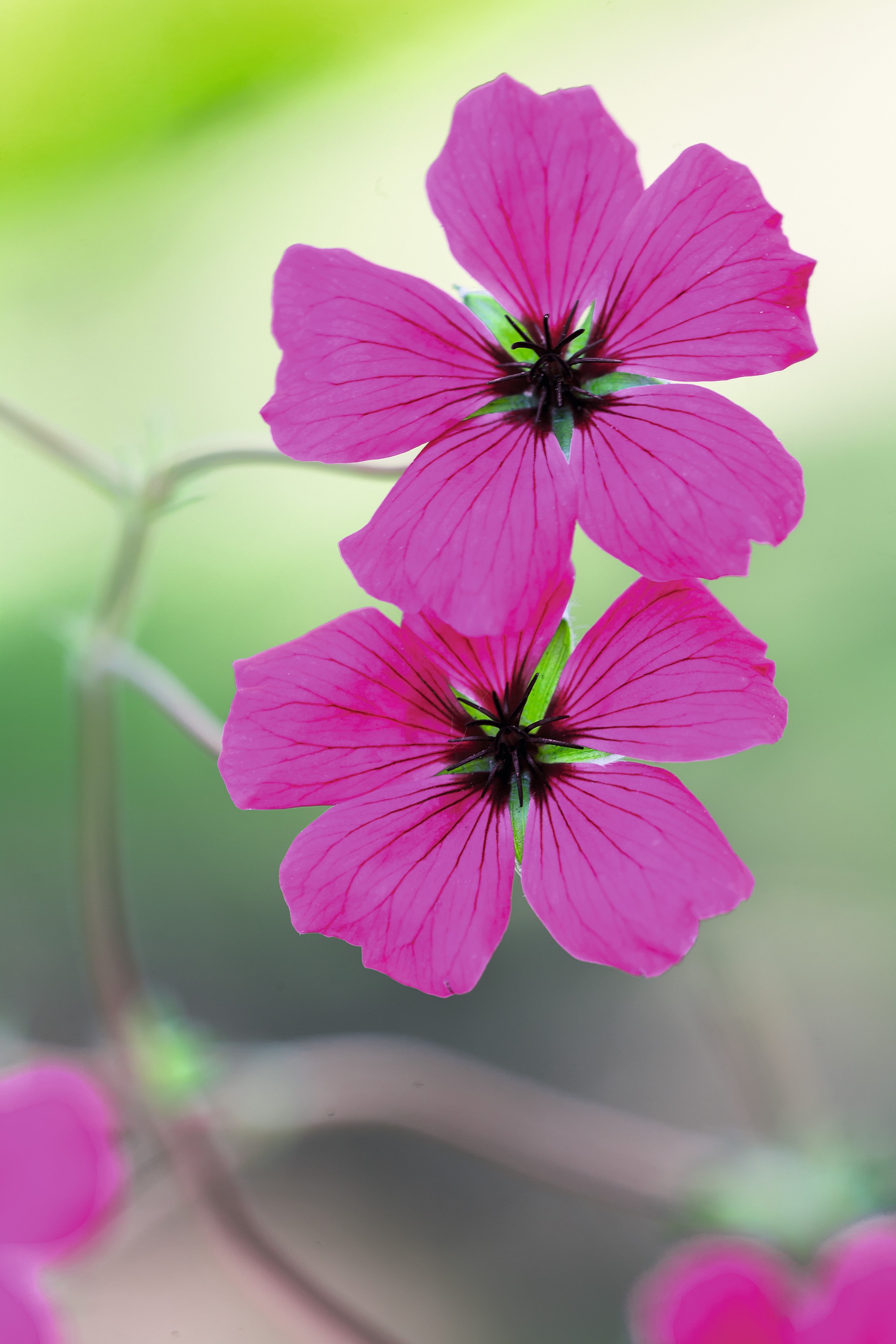 Geranium, Ashy Cranesbill, Hardy Geranium, Grayleaf Geranium Giuseppe