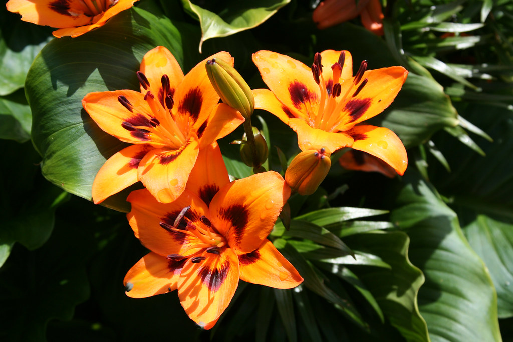 Asiatic Lily Loreto