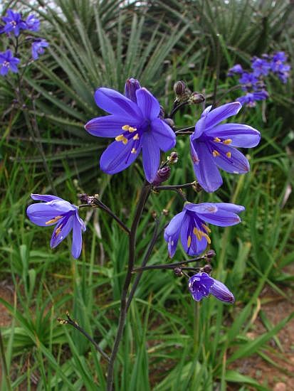 Pasithea Species