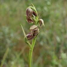 Species Orchid, Crestless Plume Orchid, Eulophia