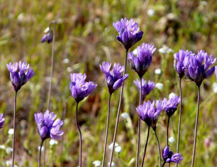 Brodiaea Species, California Brodiaea, Wild Hyacinth