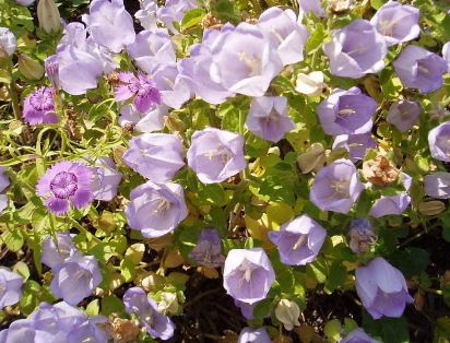 Campanula Species, Evia Bellflower