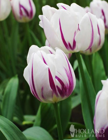 Triumph Tulip Brawny
