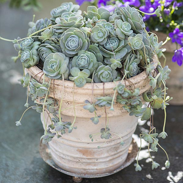 Orostachys Species, Chinese Dunce Cap, Dunces Cap