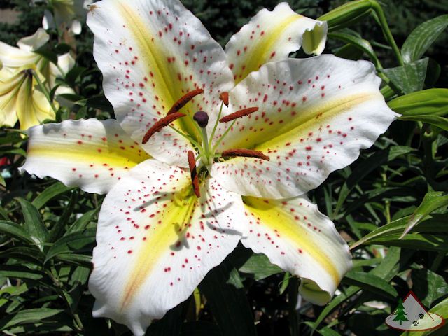 Oriental Lily Lovely Girl