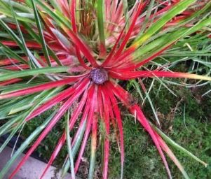 Fascicularia Bromeliad Species, Crimson Bromeliad