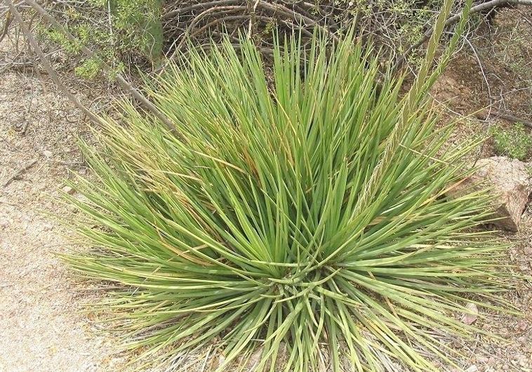 Agave Species, Striata Agave, Guapilla, Soyate, Century Plant, Maguey