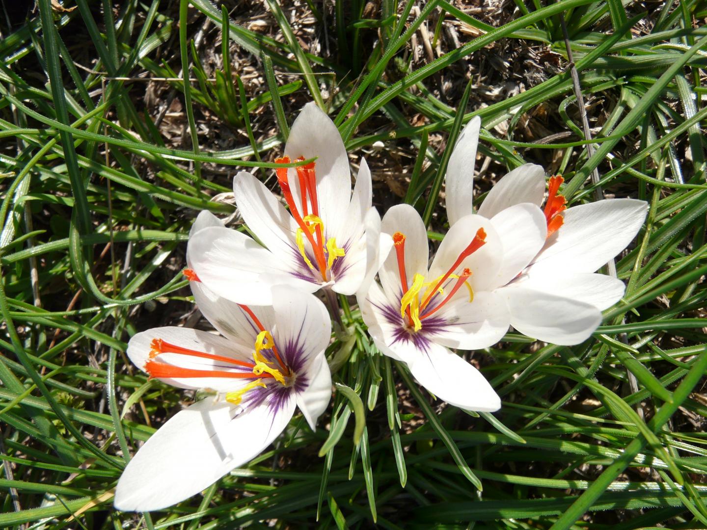 Species Crocus, Wild Saffron Crocus