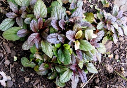 Ajuga, Bugle, Bugleweed, Gold Leaf Carpet Bugleweed Golden Glow