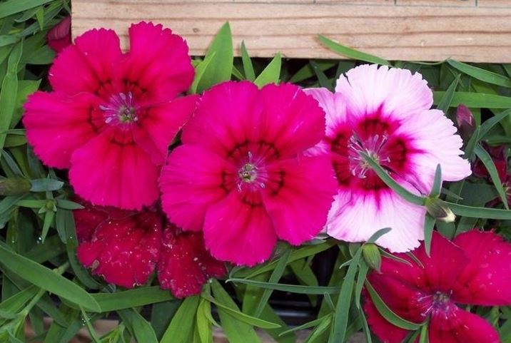 Dianthus, China Pinks Corona Cherry Magic