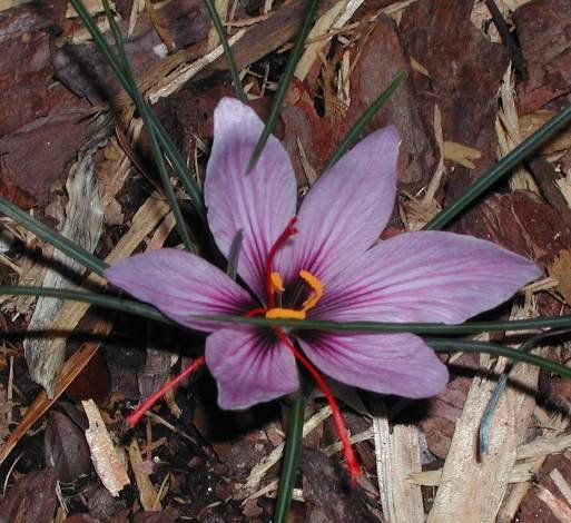 Saffron Crocus Cashmerianus