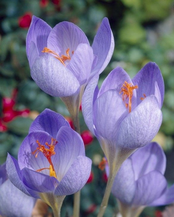 Autumn Crocus, Fall Crocus Oxonian