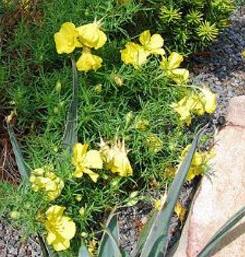 Oenothera Species, Berlandiers Sundrops, Squarebud Primrose, Sundrops, Texas Primrose