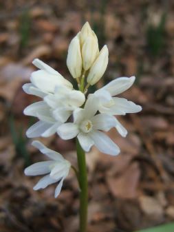 White Form Striped Squill Alba