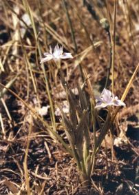 Moraea Species, Paper Glasstulp, Thread Iris
