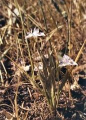 Moraea Species, Paper Glasstulp, Thread Iris