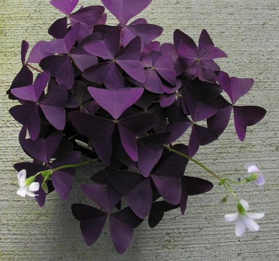 Oxalis, Purple Shamrock, Wood Sorrel Francis