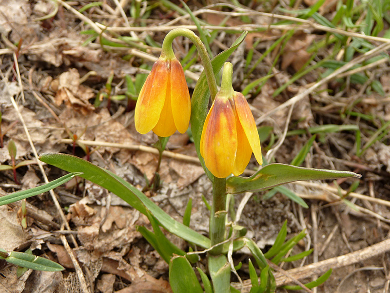 Fritillaria Species, Gold Bell, Yellowbells, Yellow Fritillary