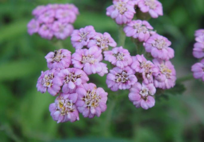 Achillea, Yarrow, Milfoil, Soldiers Woundwort, Staunchweed Pink Grapefruit