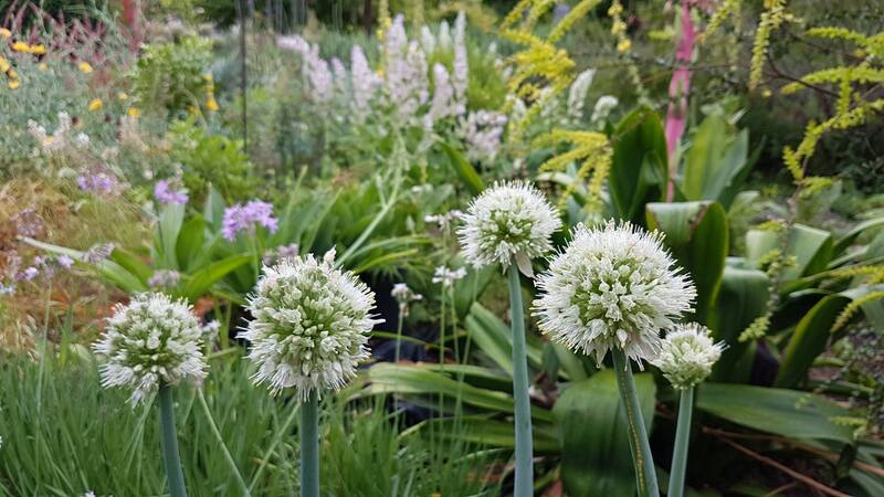 Allium Species, Ornamental Onion, Wild Onion