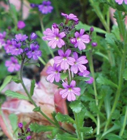 Fairy Foxglove