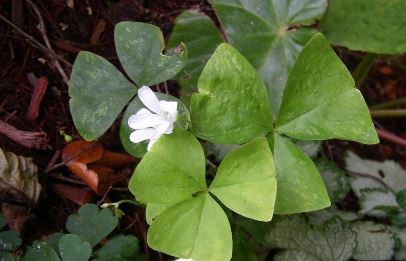Oxalis, False Shamrock, Wood Sorrel Irish Mist