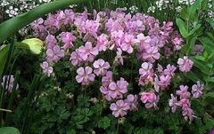 Geranium Species, Dalmatian Cranesbill, Hardy Geranium