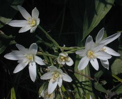 Ornithogalum Species, Heirloom Ornithogalum, Miniature Star of Bethlehem