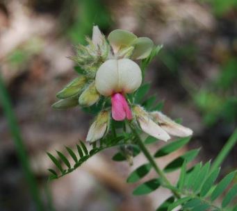Tephrosia Species, Catgut, Devils Shoestring, Goats Rue