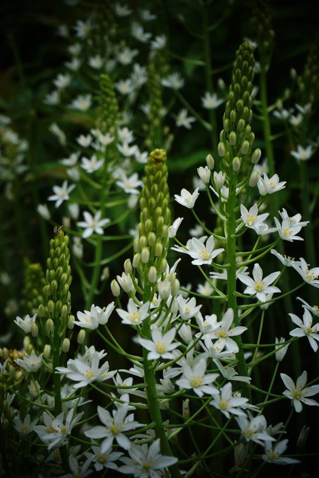 Ornithogalum Species, Giant Starflower, Star of Bethlehem