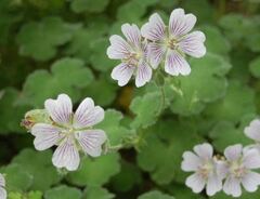 Geranium Species, Dwarf Cranesbill, Hardy Geranium, Renard's Cranesbill