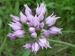 Allium Species, Geyers Onion
