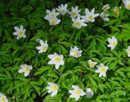 Anemone Species, European Thimbleweed, European Wood Anemone