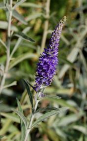 Veronica Species, Silver Speedwell, Wooly Speedwell