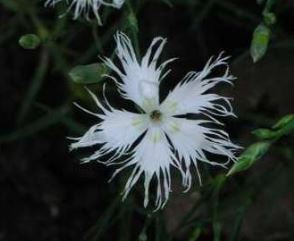 Dianthus Species, Sand Pink